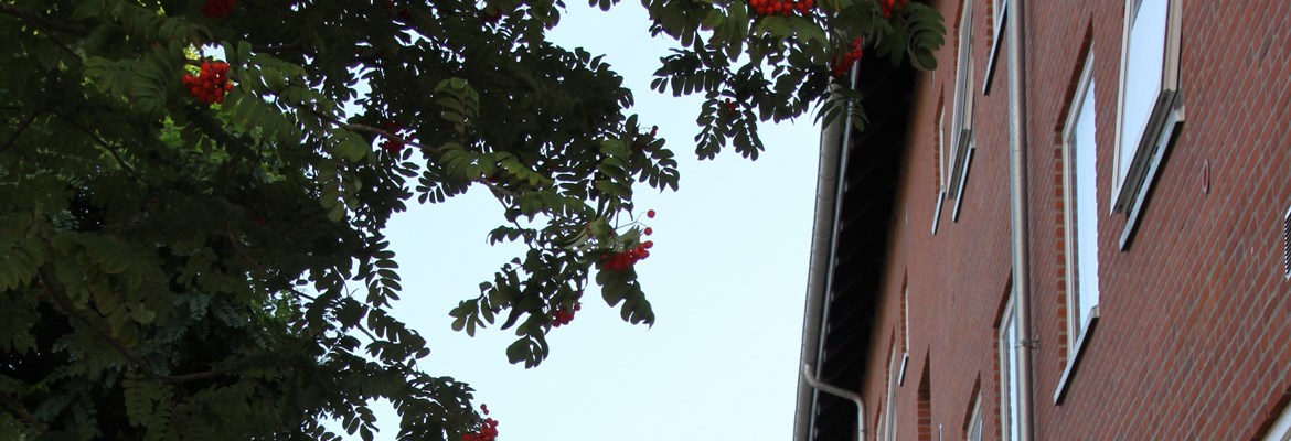 Kirkedammen Afd 24 09